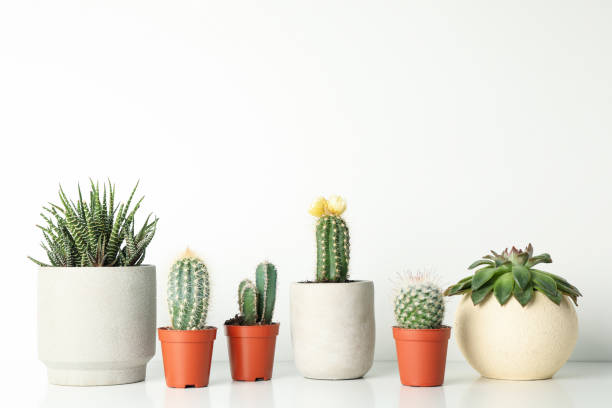 istock Succulent plants in pots on white background, space for text 1211609502