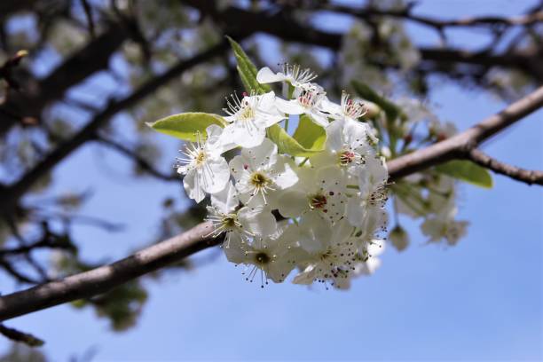 istock White cherry blossom photo 1211609705