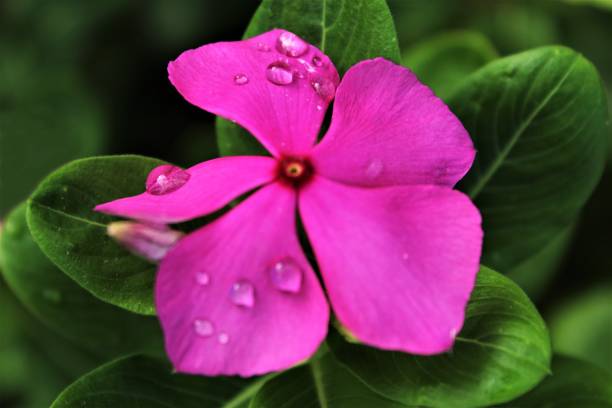 istock Raindrop on pink Catharanthus roseus flower blooming photo 1211609767