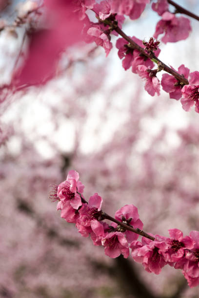 istock White and pink almond flowers on branches 1211609921