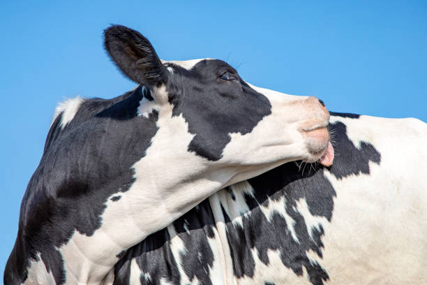 cabeza de una vaca, girando la cabeza para lamer con su lengua su propia espalda, raza de ganado holstein, en los países bajos - backward dutch fotografías e imágenes de stock