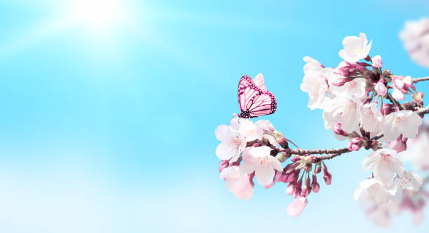 istock Sakura flowers and butterfly on blue sky background 1211610539