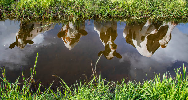 溝の水の中に4頭の牛の反射, 黒と白のフリージアンホルスタイン乳牛. - ditch ストックフォトと画像
