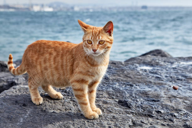 istock A striped ginger cat stands on coastal cliff. 1211610600