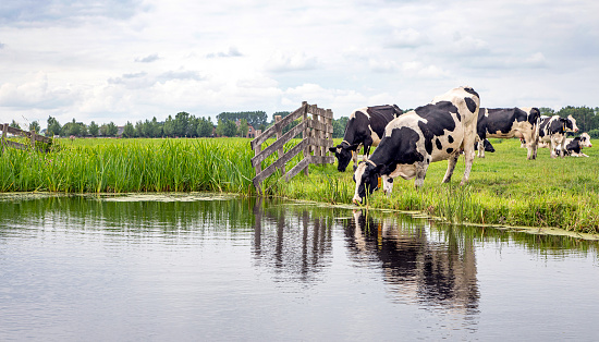 Cow drinks water on the bank of the creek a rustic country scene, reflection in a ditch, at the horizon a blue sky with clouds.