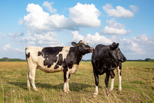 Holstein cattle in a Scottish field on a bright sunny afternoon