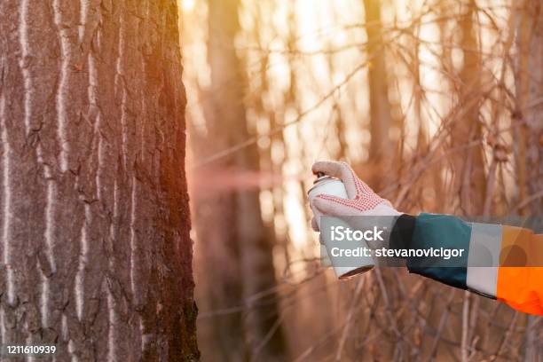 Tree Labling Process Forestry Technician Labeling Tree Trunk For Cutting In Deforestation ...