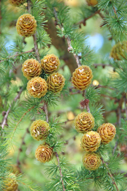 istock Branches with cones and needles on larch tree growing in forest 1211610973