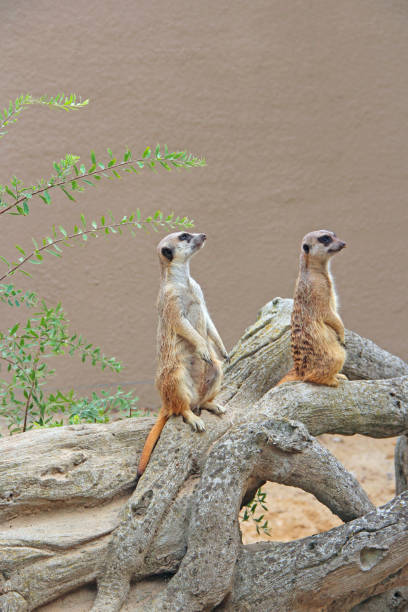 istock Meerkats standing. Wary rodents standing on hind legs 1211611708