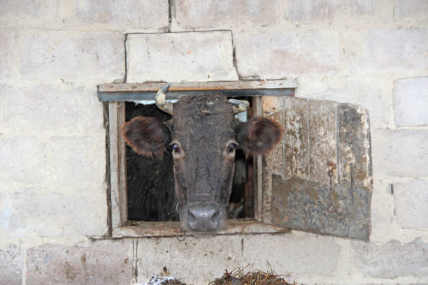 istock Cow looking out from window of shed on brick wall 1211612260