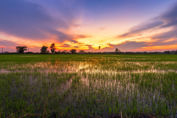 istock Beautiful green cornfield with sunset sky background. 1211612457
