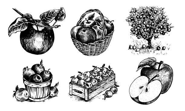 Apples in a basket, apples in a box, Apple on a twig , half an Apple, an Apple with a leaf, Appletree. Vector graphics for labels, menus, packaging design, advertising, interior designs and food service signage apple tree stock illustrations