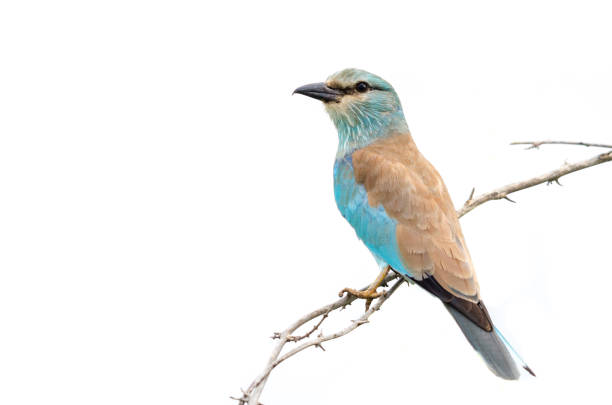 istock European roller (Coracias garrulus), South Africa 1211614877