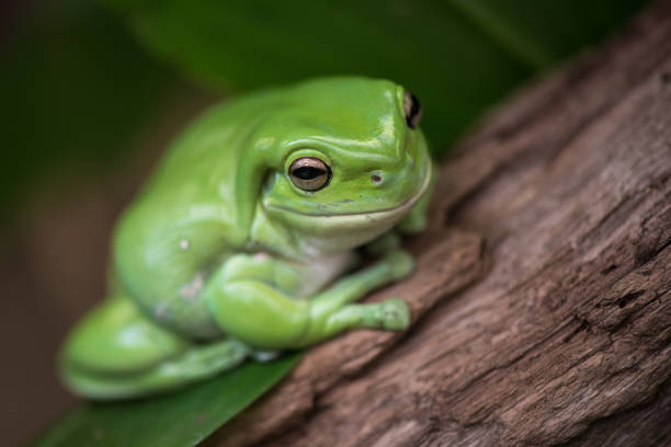 австралийская зеленая древовидная лягушка (ranoidea caerulea) сидела на бревне - camouflage animal frog tree frog стоковые фото и изображения