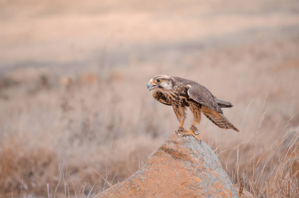 um falcão lanner resgatado (falco biarmicus) na áfrica do sul - lanner falcon - fotografias e filmes do acervo