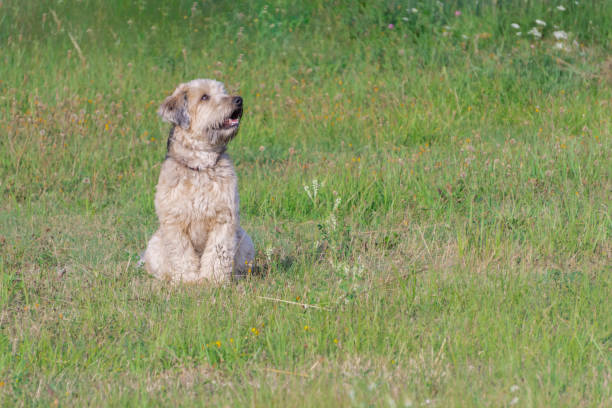 terrier de blé enduit doux irlandais se reposant sur l’herbe de la prairie - irish terrier terrier dog puppy photos et images de collection