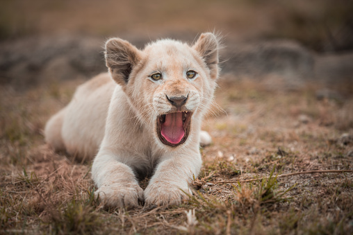 A yawning white lion cub (leo panthera) lying in the grass angled towards the camera