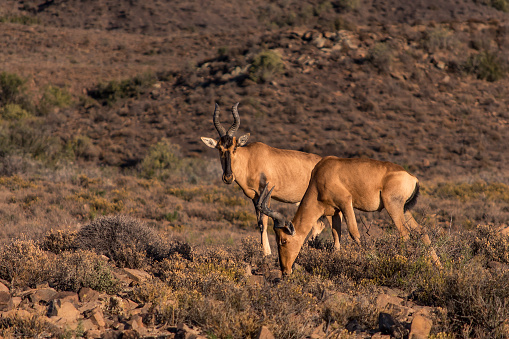 Dos CaboHartebeest (Sigmoceros Lichtensteinii) pastando en el Parque Nacional Karoo, Sudáfrica photo