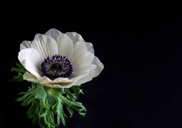 Ranunculus asiaticus flower close-up on a black background