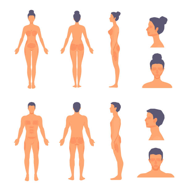 plastische chirurgie zonen, bereiche. mann und frau stehen in voller länge ohne gesicht. - naked people women female stock-grafiken, -clipart, -cartoons und -symbole