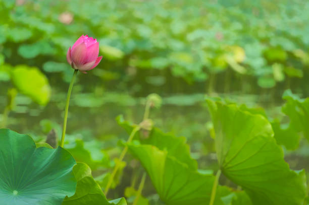 istock Single and lonely blooming pink lotus flower 1211618973