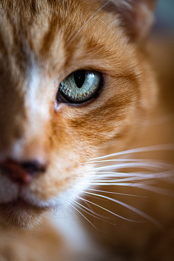 Profile view of a ginger cat.