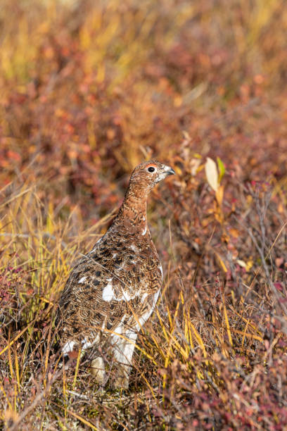 istock Willow Ptarmigan in Alaska in Fall 1211620147