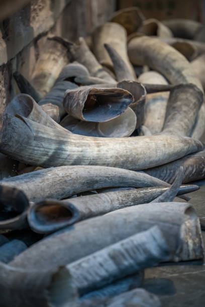 tusks à vendre sur le marché de la vieille ville à feng huang - en ivoire photos et images de collection