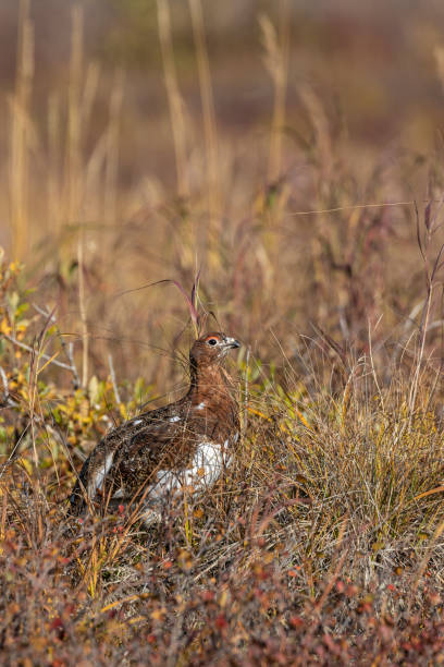 istock Willow Ptarmigan in Alaska in Fall 1211620217
