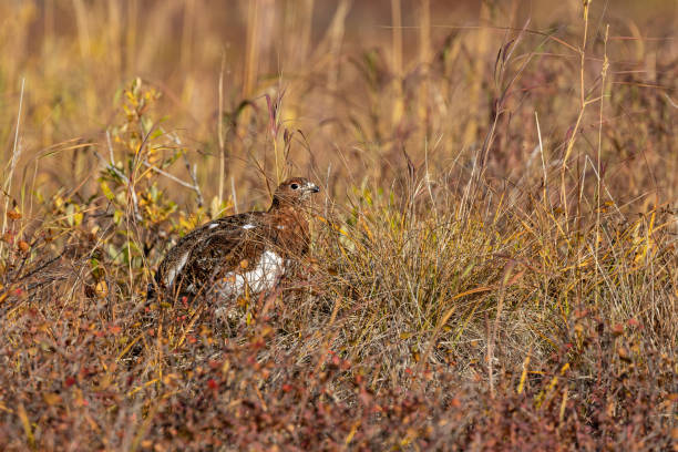 istock Willow Ptarmigan in Alaska in Fall 1211620224