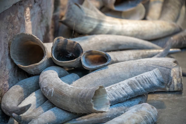 Tusks for sale in Old Town market in Feng Huang stock photo