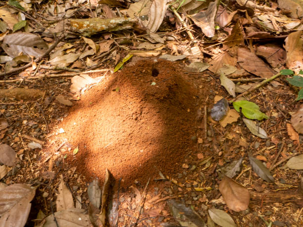 Hike through the Tirimbina rainforest reserve near Puerto Viejo in Costa Rica. You can see a small termite mound or nest on the side of the path Hike through the Tirimbina rainforest reserve near Puerto Viejo in Costa Rica. You can see a small termite mound or nest on the side of the path termite mound stock pictures, royalty-free photos & images