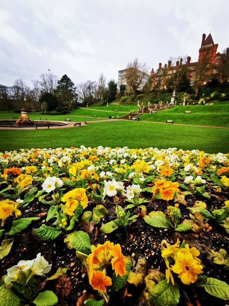 istock Bed full of Primroses 1211620716