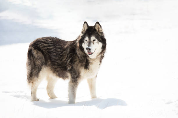 istock Alaskan malamute in a snowy field in winter 1211622031