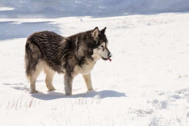 istock Alaskan malamute in a snowy field in winter 1211622159