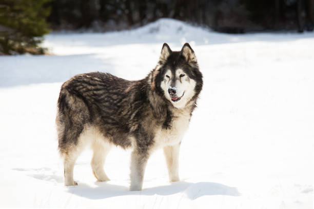 istock Alaskan malamute in a snowy field in winter 1211622235