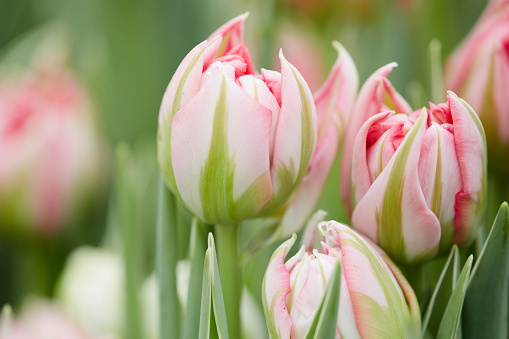 Close up background of beautiful pink tulips opening in flower plantation or garden, copy space