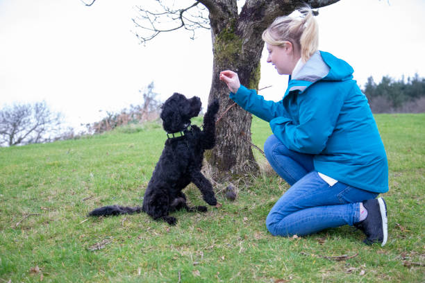 istock young blonde woman training cute dog 1211622628