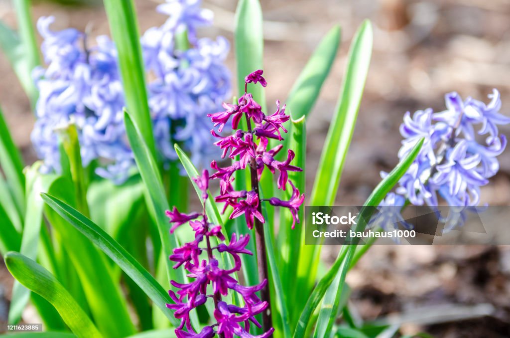 Espectaculares Plantas De Primavera Temprana Flores Y Flores Foto de stock  y más banco de imágenes de Aire libre - iStock