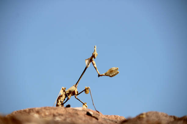 Baby Praying Mantis