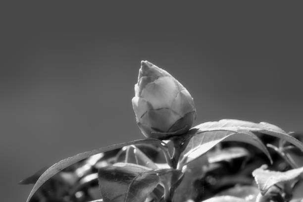 Flower blossom in black and white.