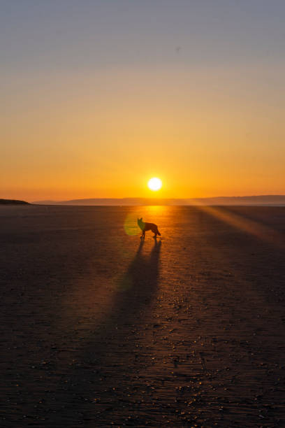 istock German Shepherd Dog on beach at sunrise 1211624925