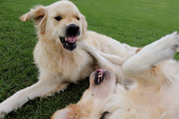 istock Two golden Retriever dogs playing 1211624958