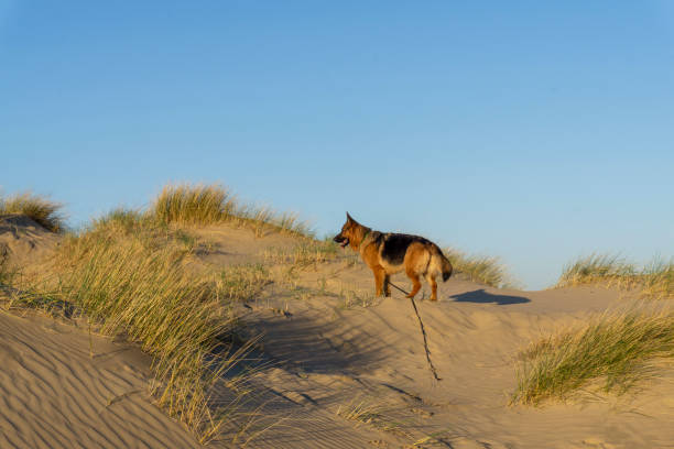 istock German Shepherd Dog on beach at sunrise 1211624975