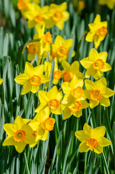 istock Daffodil, (Narcissus pseudonarcissus), Spectacular, Early Spring Plants, Flowers and Blossoms 1211626612
