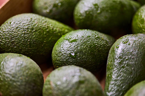 Fresh tropical avocado fruit with water drops close up (Macro shot)