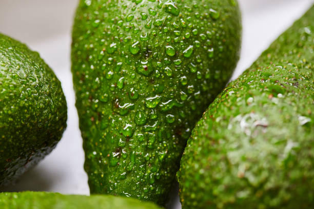 Fresh tropical avocado fruit with water drops close up (Macro shot)