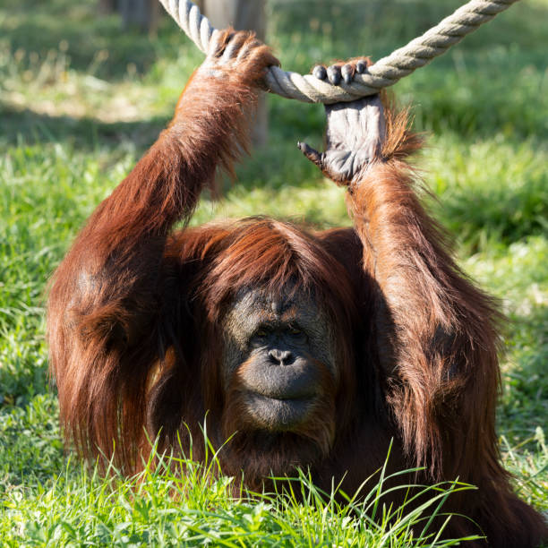 istock orangutan in a zoo 1211627654