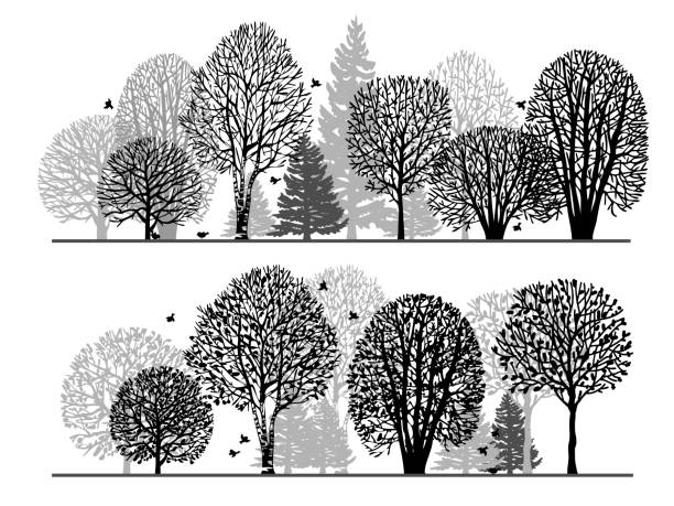 ilustraciones, imágenes clip art, dibujos animados e iconos de stock de siluetas negras de árboles sobre un fondo blanco. bosque de invierno. bosque de verano. conjunto de siluetas de árboles desnudos. - bare tree nature backgrounds tree trunk branch