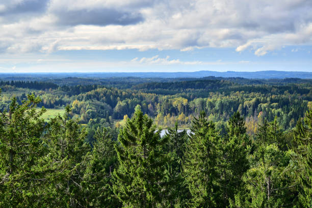 istock Autumn forest, green spruce, gray clouds in the sky. 1211627957